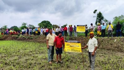 Field Day on Weedy Rice Management under DSR Organized at Dungariya