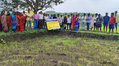 Field Day on Weedy Rice Management under DSR Organized at Dungariya