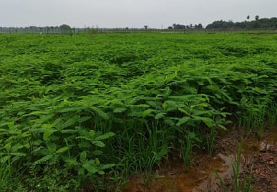 KVK-Khordha Promotes Climate-Resilient Agriculture to Safeguard Farmers against El Niño Challenges