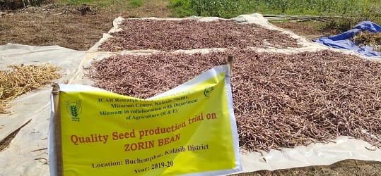 Seed H 02