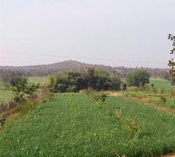 Dhani Ram