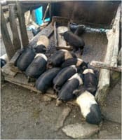 piglets-ss-05-2018