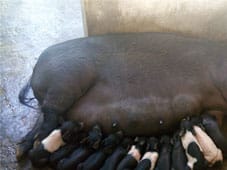 piglets-ss-04-2018