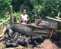 pig-11-11-2010