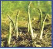 Asparagus adscendens in early stage