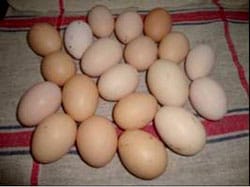 sucess-story-Backyard-PoultryEGG