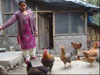 sucess-story-Backyard-Poultry-3