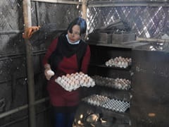 bkyardpollitery-04