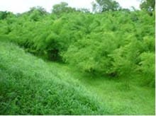 Bamboo- Anjan-grass-ss-1