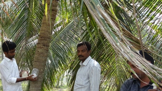 coconuttree