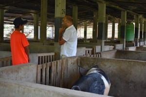 Boosting the Pig Production in Nagaland with Rani Pig 04