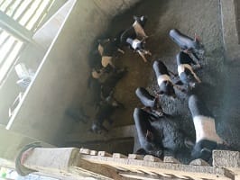 Boosting the Pig Production in Nagaland with Rani Pig 02