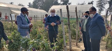 Brimato An Innovative Technology to produce Brinjal and Tomato in the same plant through Grafting 01