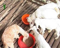 Broiler-goat- rearing-1
