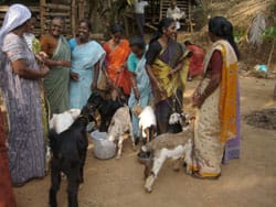 Broiler-goat--rearing-2