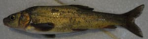 schizothorax-niger-s