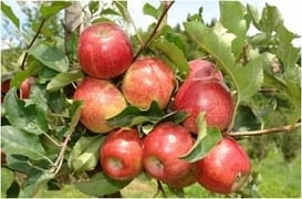 ICAR-Indian Council of Agricultural Research