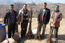 Plantingmaterial