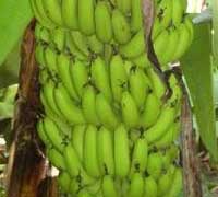 ICAR-Indian Council of Agricultural Research