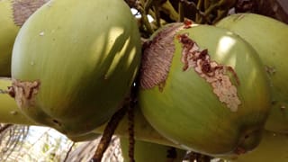 BIOCONTROL-02-20042017