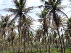 ICAR-Indian Council of Agricultural Research