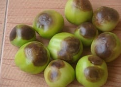 tomato-09-28112018