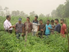 tomato-05-28112018