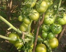 tomato-07-28112018