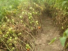tomato-08-28112018