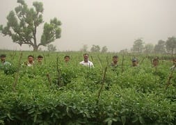 ICAR-Indian Council of Agricultural Research