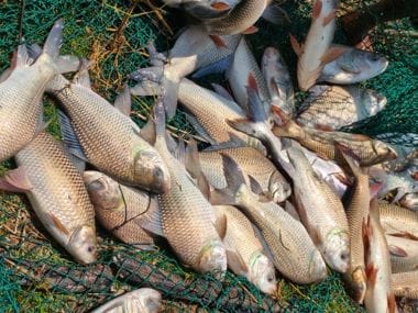 Experimental trial on Khazan Land Aquaculture reveals Success at Merces, Goa: Scoping Livelihood pathways for coastal farmers of Goa