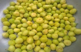 Fig Cultivation: Pursuit of Profit in Thar Region of Rajasthan