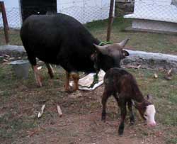 ET-mithun-calf-02-04-2012