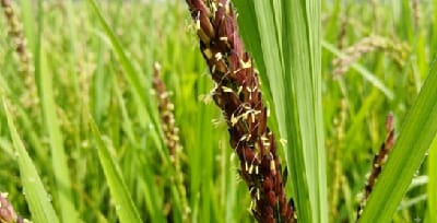 From Chikiti to Chicago: How Scientific Black Rice Cultivation Enabled a Young Farmer to Reach Global Markets