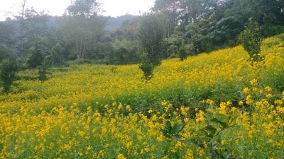 From Dependence to Self-Reliance: Organic Rapeseed–Mustard Cultivation Transforms Livelihoods of the Lepchas in North Sikkim