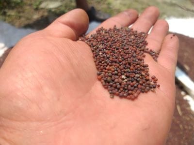 From Dependence to Self-Reliance: Organic Rapeseed–Mustard Cultivation Transforms Livelihoods of the Lepchas in North Sikkim