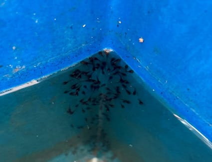 From Hill Streams to Hatcheries: ICAR-CIFRI Leads India’s First Breakthrough in Captive Breeding and larval rearing of Channa stewartia