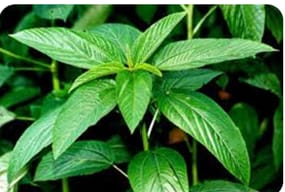 ICAR-Indian Council of Agricultural Research