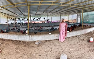 From Subsistence Farming to a Sustainable Enterprise: Mrs. Rajeshwari’s Rural Poultry Success Story in the Andaman Islands