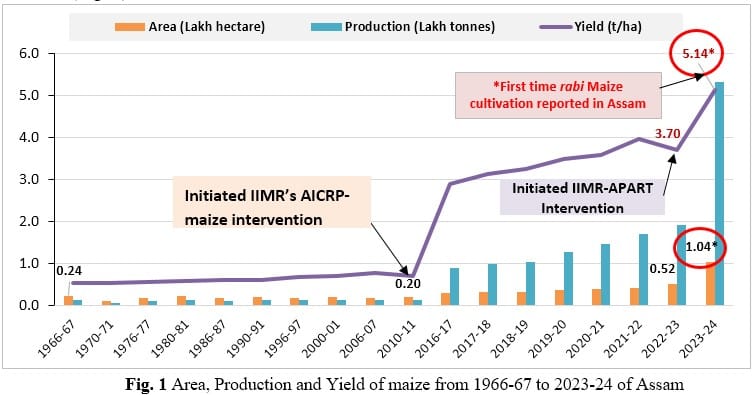 Golden Grains of Change: How Maize is Powering a Rural Revolution in Assam