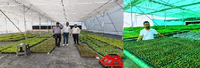 Grafted Vegetable Production: A Success Story of Entrepreneurship Development