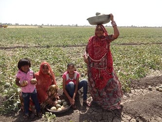 Grassroots Creativity and Institutional Knowledge Improve Farmers’ Livelihood Resilience: A Tale of Success from Pali, Rajasthan