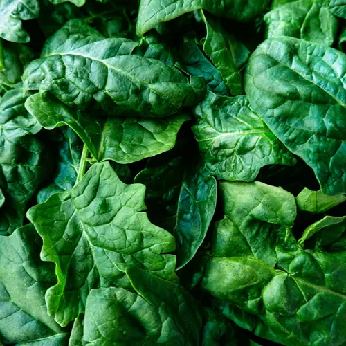 photo of spinach
