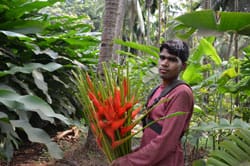 goa-SS-heliconia-2