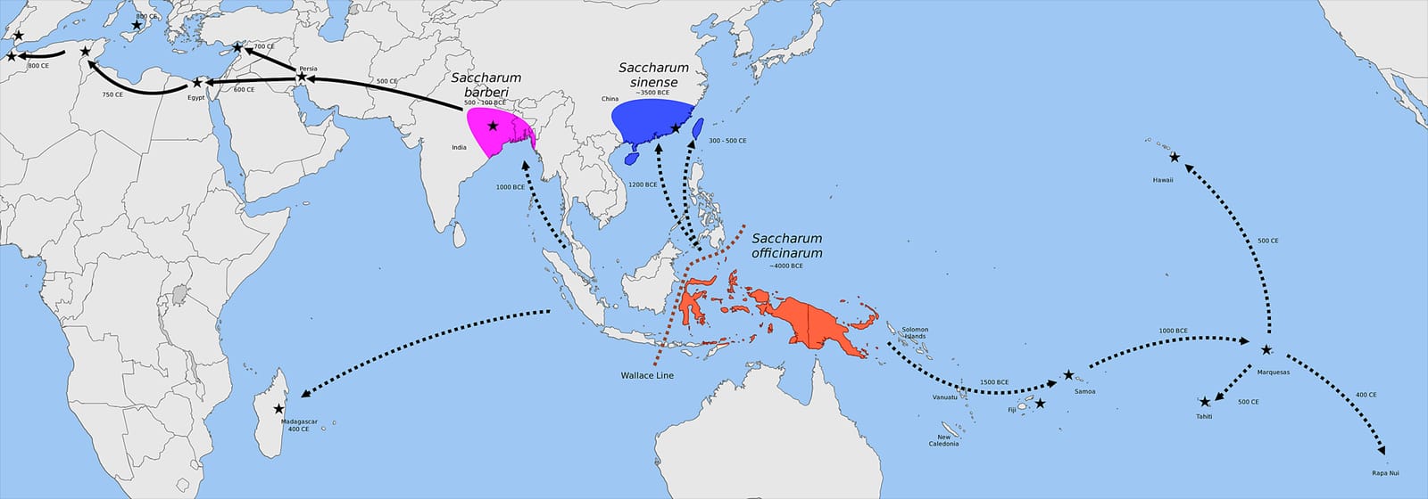 Map of most of Africa, southern Europe, and southern Asia to most of Australia with shading and arrows to indicate sugarcane's origin and spread. Sugarcane originated in New Guinea and spread to Pacific Islands, Madagascar, India, and China. In India and China, new species of domesticated sugarcane originated. From India, sugarcane spread to the Middle East, north Africa, and southern Europe.