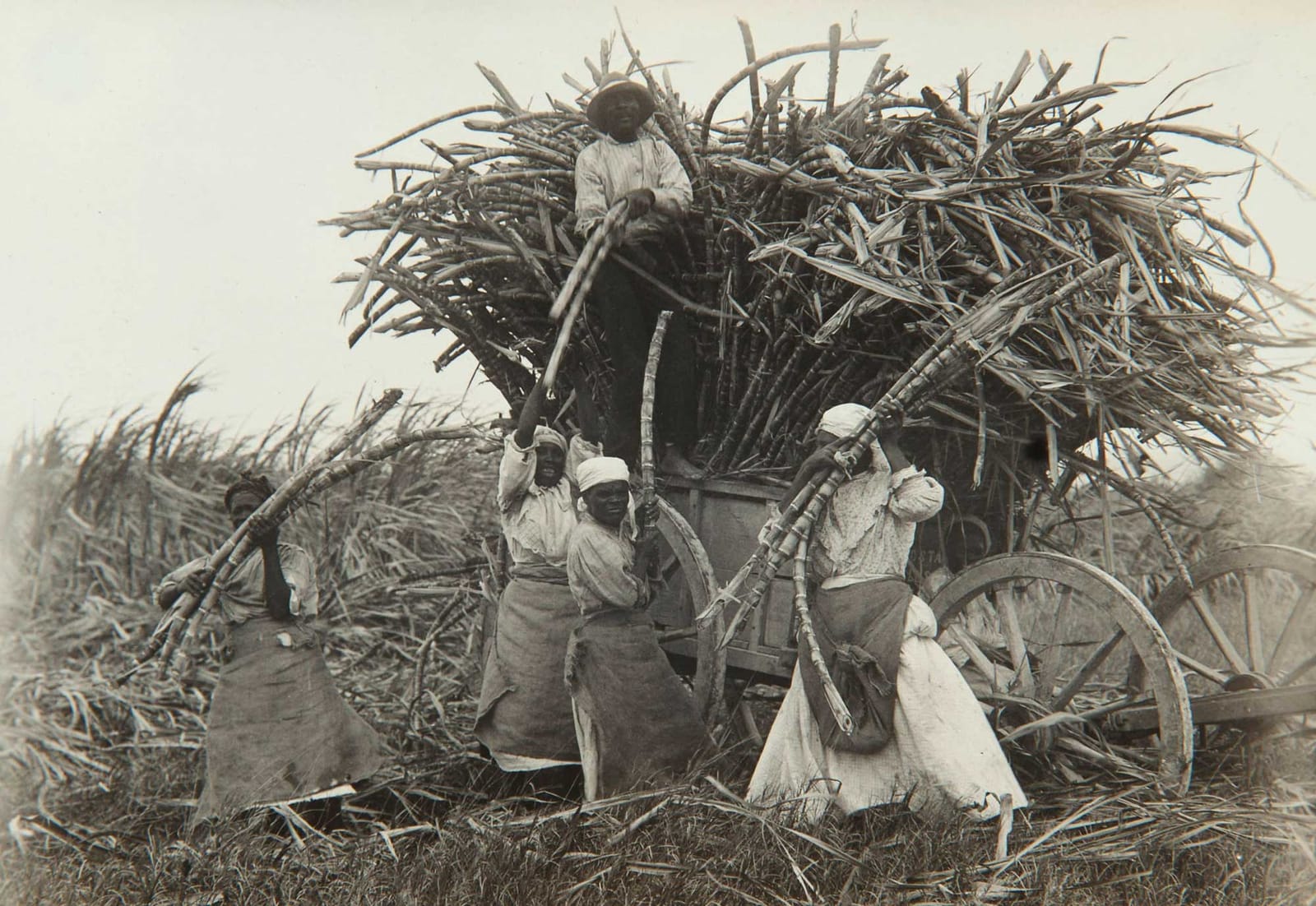 Black and white photograph of people loading sugarcane for transport on Barbados in 1914. The photo shows a man standing on the side of a wooden wagon filled with sugarcane stalks.  Four women stand on the ground, each holding one or several sugarcane stalks. The women are handing the stalks to the man, who appears to be placing them on the wagon.