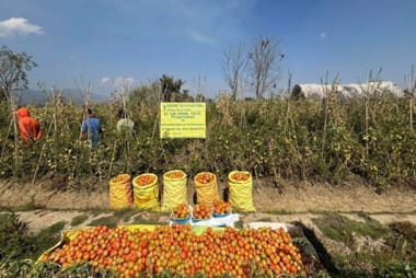 From Frost to Fortune: Arka Abhed Brings New Promise to Rabi Tomato Cultivation in Manipur