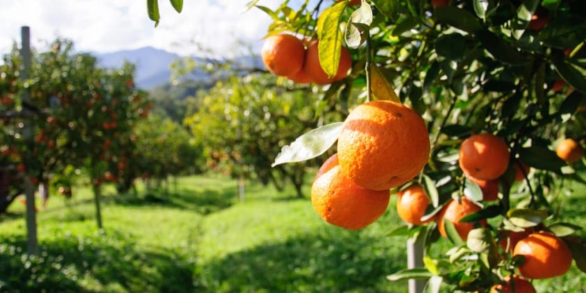 orange fruits growing on tree