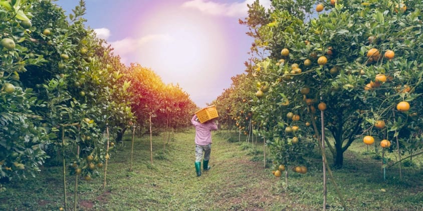 orange orchard on harvesting time