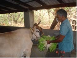 ICAR-Indian Council of Agricultural Research
